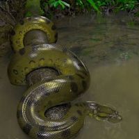 Anoconda
